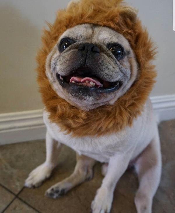 /Images/uploads/PUG NATION RESCUE OF LOS ANGELES/2019pugcalendar/entries/8686thumb.jpg